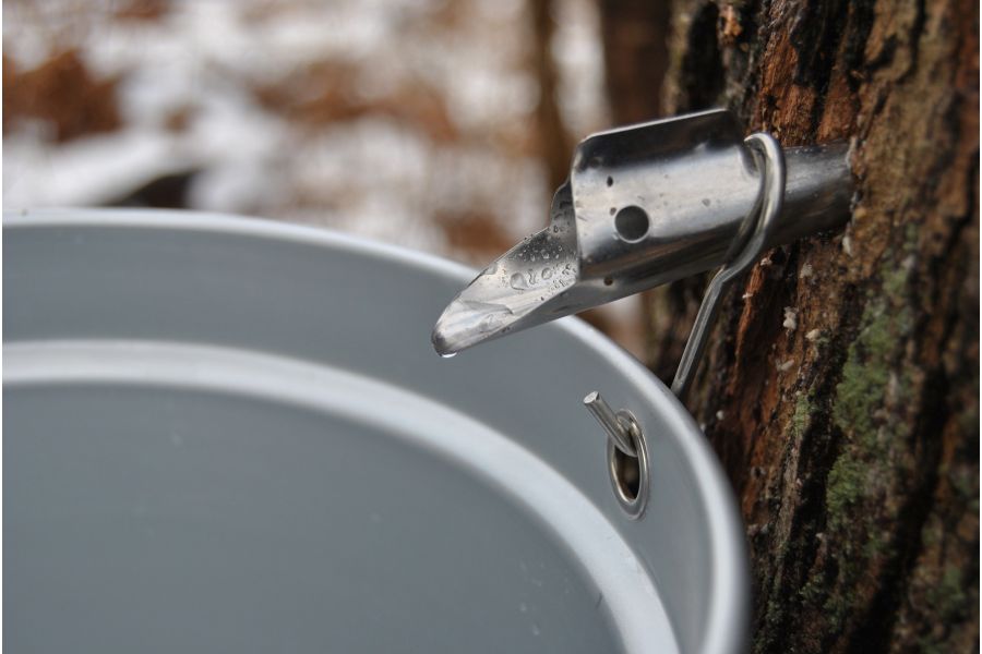 Tapping your Maple tree