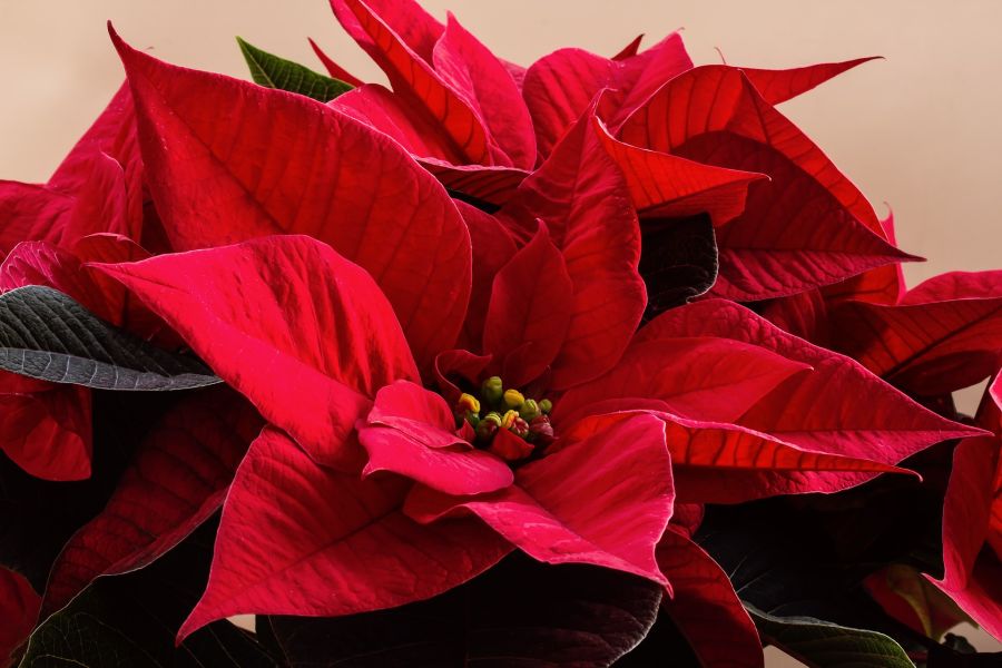 How to Choose the Perfect Poinsettia