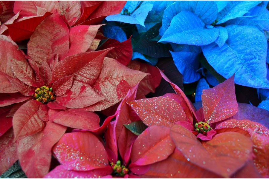 THE GARDEN SCOOP: Holiday Plant Care