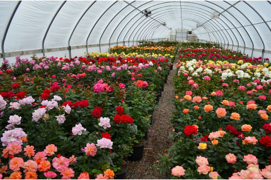 Information on Hybrid and Specialty Roses