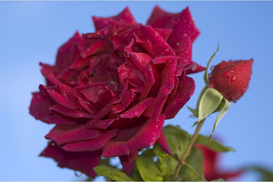 Selecting, Planting, and Caring for Shrub Roses