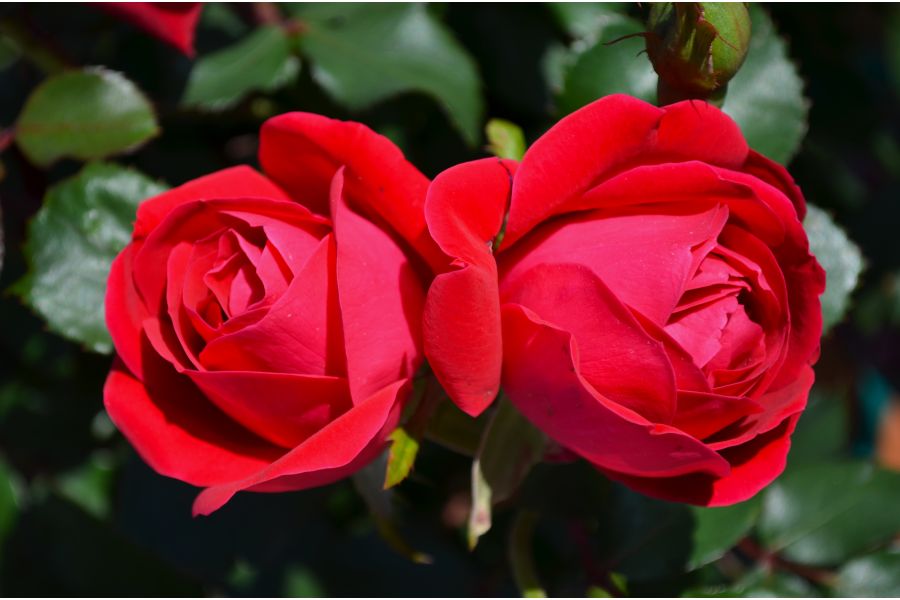 How to Prepare Tea and Floribunda Roses for Winter