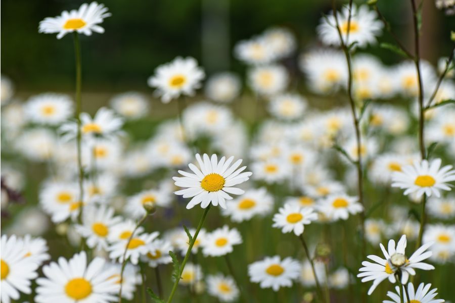 Flowering Perennials Native to Minnesota