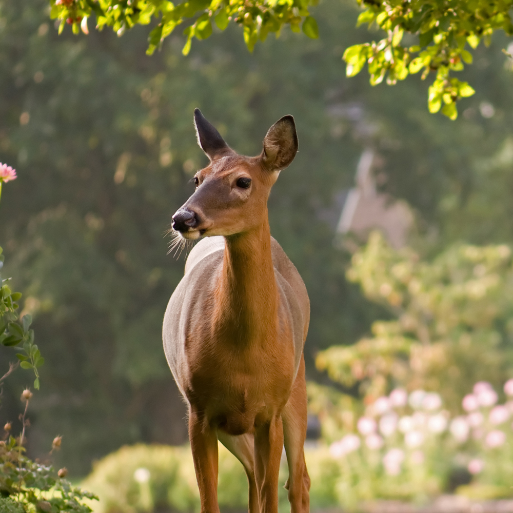 Animal Repellents