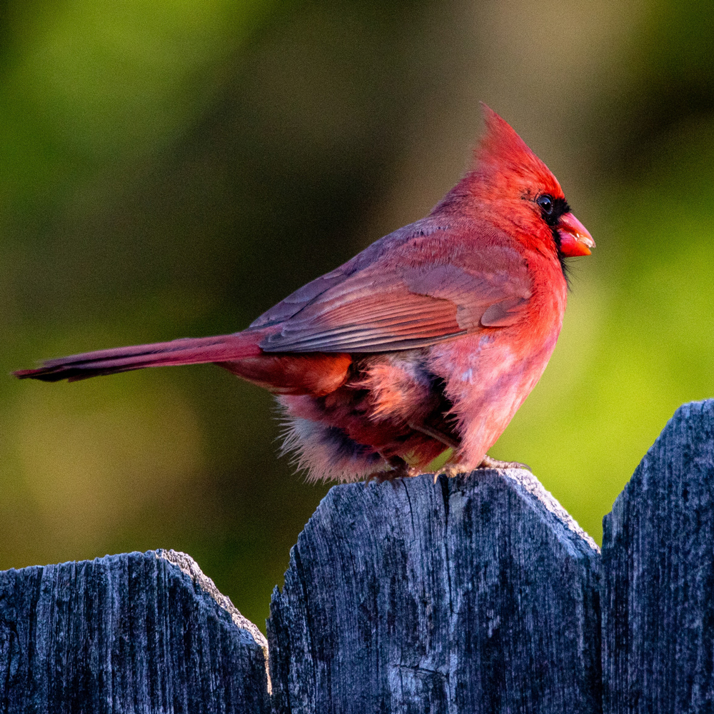 Bird Supplies