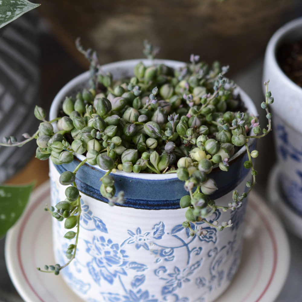 Ceramic Pots & Vases