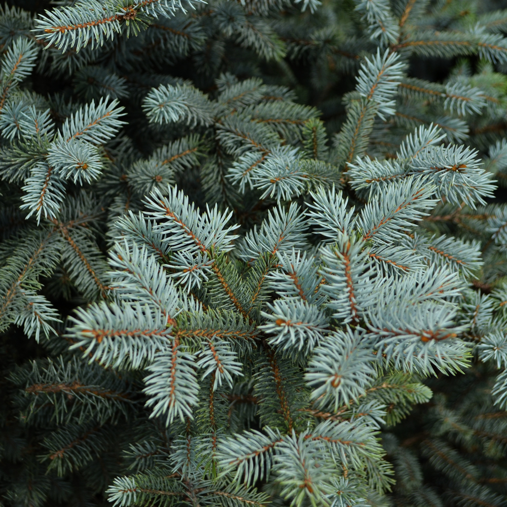 Evergreens