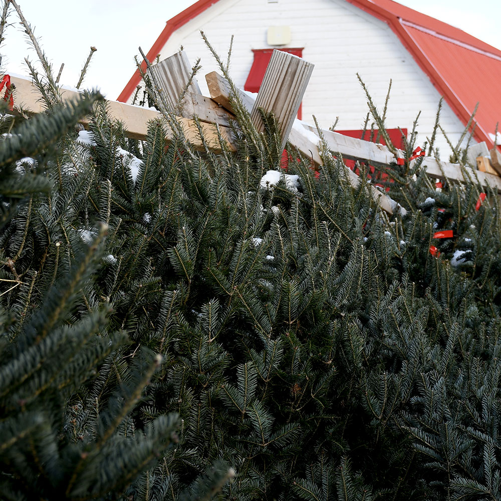 Fresh Christmas Trees