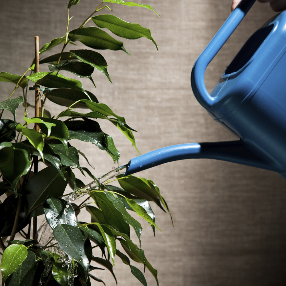 House Plant Watering