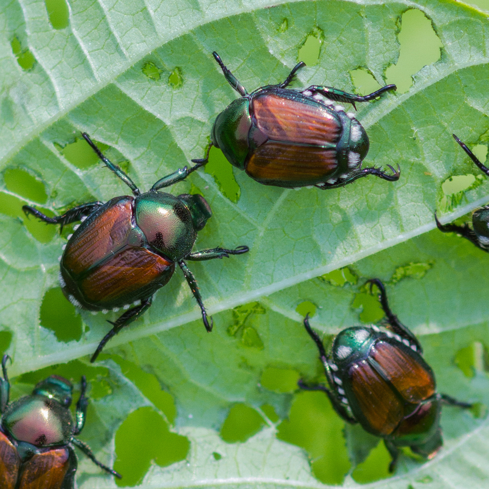 Insect Repellents