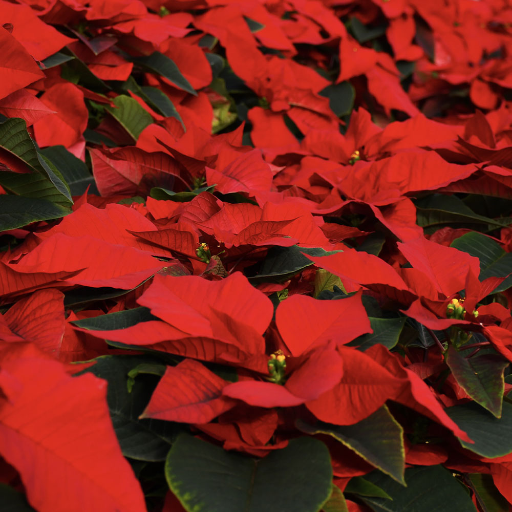 Poinsettias