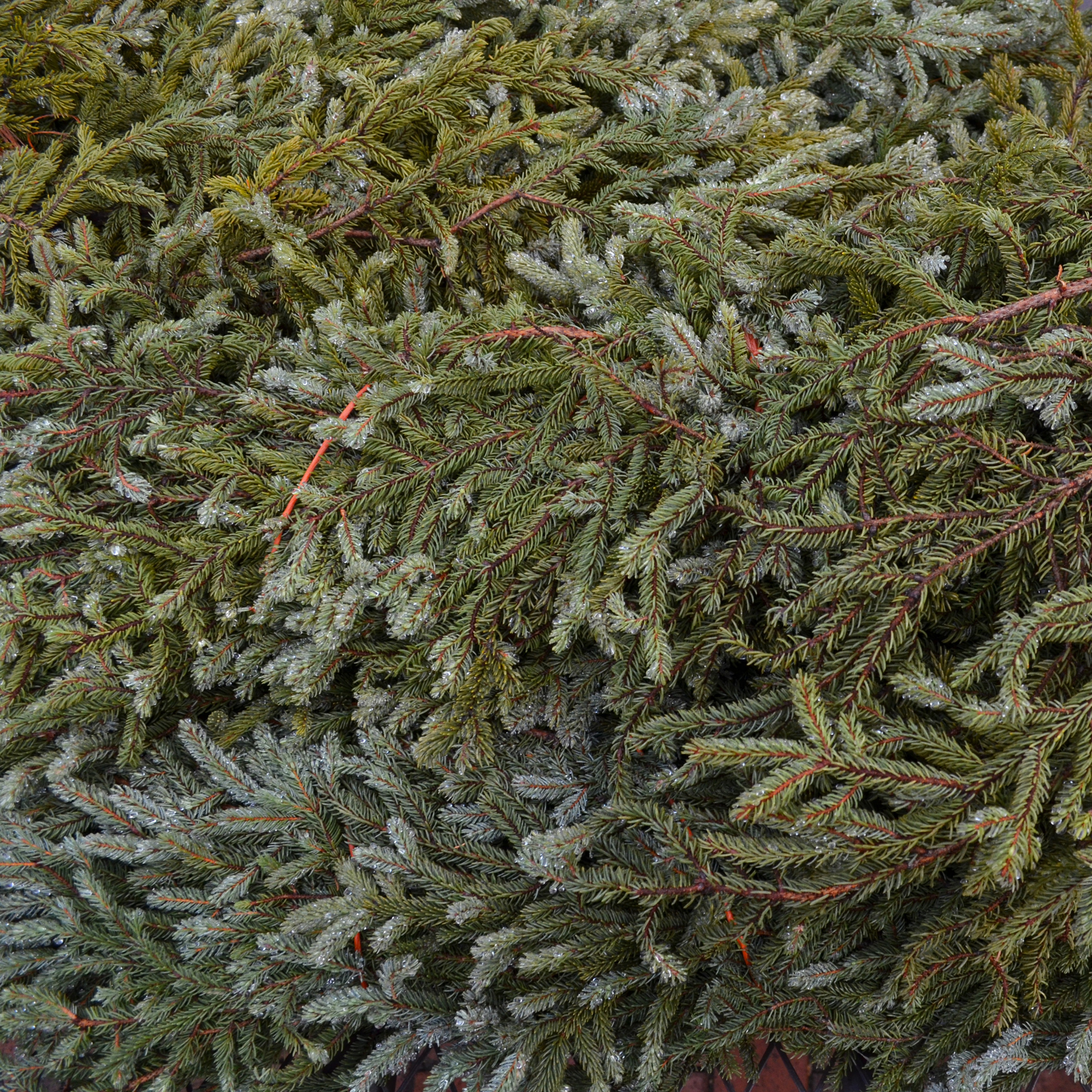 Bundles of Spruce Tips