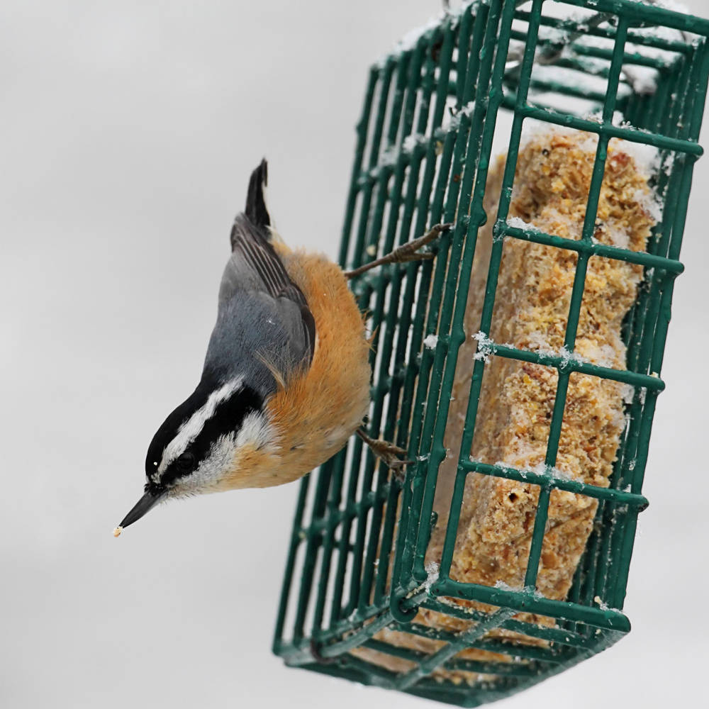 Suet