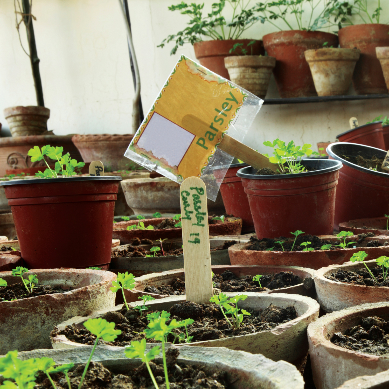 Plant Markers