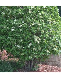 Viburnum, Wayfarer 'Mohican'