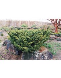 Juniperus, Chinese Juniper 'Shimpaku'