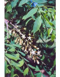 Gymnocladus, Kentucky Coffeetree