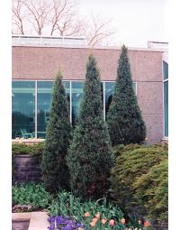 Juniperus, Rocky Mountain Juniper 'Sky Rocket' (Large)