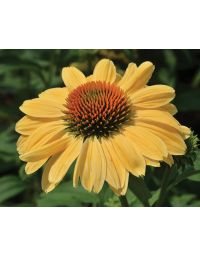 Echinacea, Coneflower 'Prairie Pillars™ Aloha'