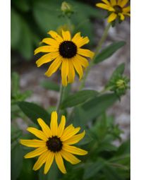 Rudbeckia, Gloriosa Daisy 'American Gold Rush'