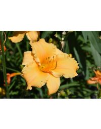 Hemerocallis, Orange Daylily 'Apricot Sparkles'