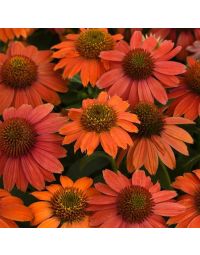 Echinacea, Coneflower 'Artisan™ Red Ombre'