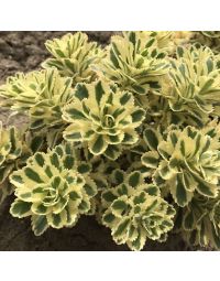 Sedum, Takeshima Stonecrop 'Atlantis'