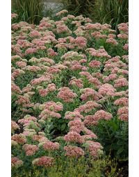 Sedum, Showy Stonecrop 'Autumn Joy'