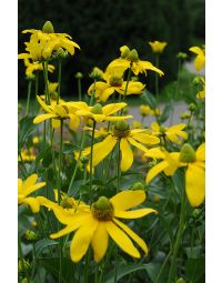 Rudbeckia, Gloriosa Daisy 'Autumn Sun'