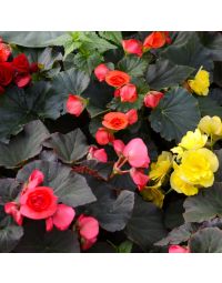 Begonia Rieger, Solenia® Mix