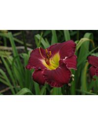 Hemerocallis, Purple Daylily 'Bela Lugosi'