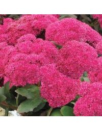 Sedum, Stonecrop 'Birthday Party'