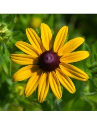 Rudbeckia, Black Eyed Susan 'Minnesota Native'