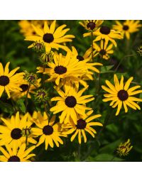 Rudbeckia, Sweet Black Eyed Susan 'Minnesota Native'