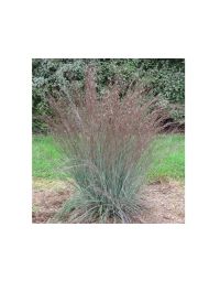 Schizachyrium, Little Bluestem 'Blue Heaven™'