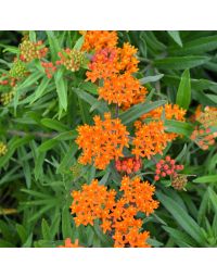 Asclepias, Butterfly Weed 'Minnesota Native'