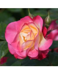 Rosa, Shrub Rose 'First Editions® Campfire'