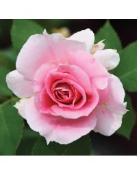 Rosa, Shrub Rose 'Carefree Wonder™'