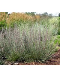 Schizachyrium, Little Bluestem 'Carousel'