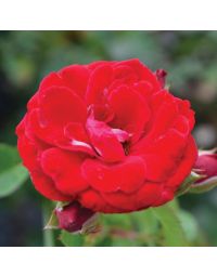 Rosa, Shrub Rose 'Cherry Frost™'