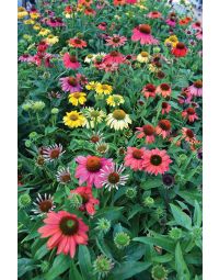 Echinacea, Coneflower 'Cheyenne Spirit'