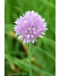 Allium, Common Chives