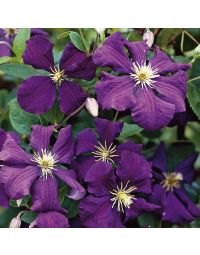 Clematis, 'Jackmanii'