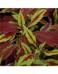 Coleus, 'Pineapple'