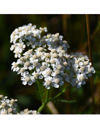 Achillea, Common Yarrow 'Minnesota Native'