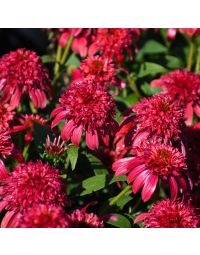 Echinacea, Coneflower 'Double Scoop™ Cranberry'