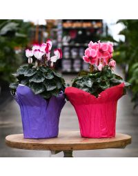 Cyclamen Assorted, Foil Pot