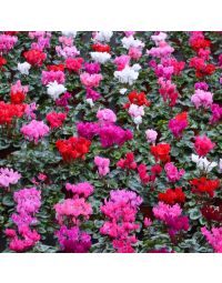 Cyclamen with Christmas Foil Cover