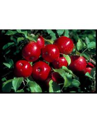 Malus, Fruiting Apple 'Haralson'