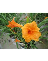 Hemerocallis, Orange Daylily 'Endlesslily® Orange'